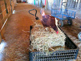 Hen looking for insects in a bale of hay