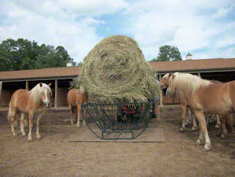 Haflingers waiting for their round bale of hay